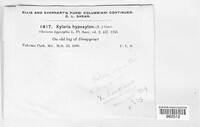 Xylaria hypoxylon image
